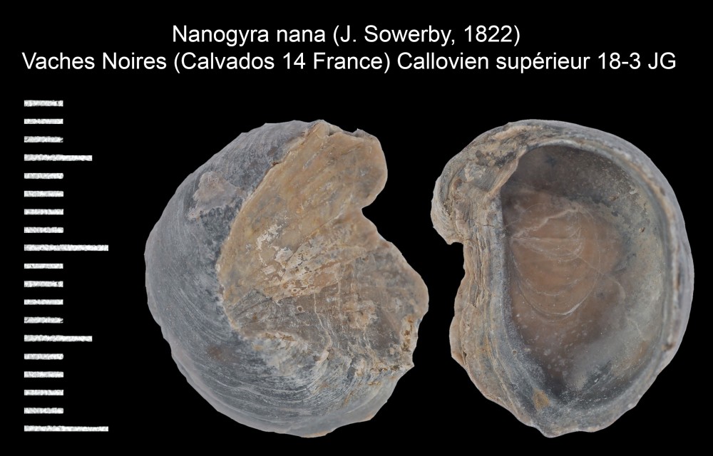 380277494_Nanogyranana(J.Sowerby1822).thumb.jpg.4857221028992453353894859c2a4724.jpg