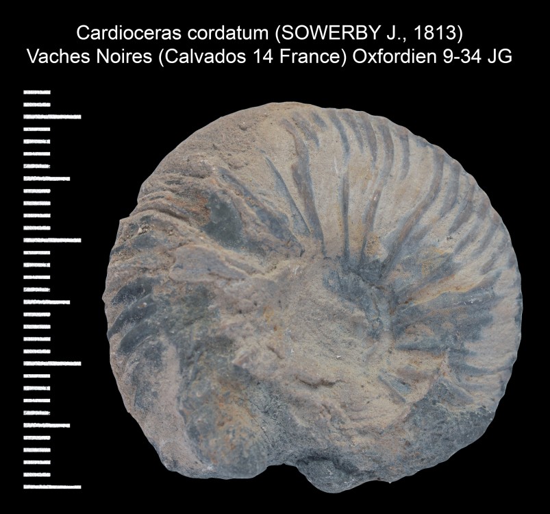 455476391_Cardiocerascordatum(SOWERBYJ.1813).thumb.jpg.81c44013b20a3cc364004f25114cc717.jpg