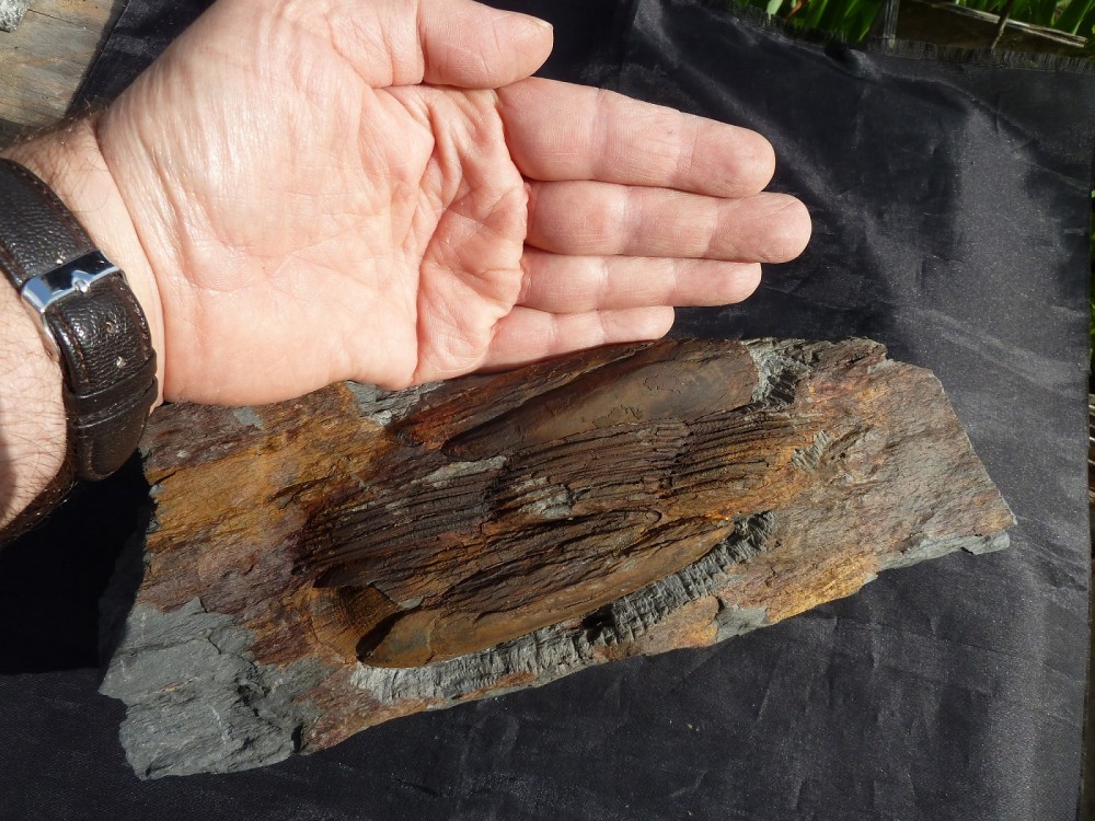 Ordovicien Sud Rennes (25).JPG