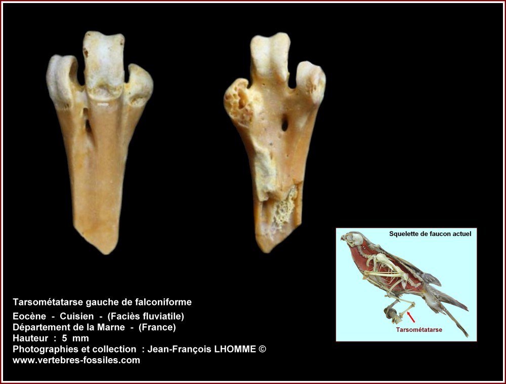 pl_tarsométatarse_gauche_falconiforme.jpg