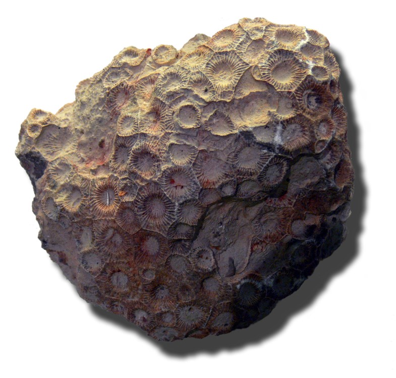 Fossil_Hexagonaria_mirabilis_MHNL.jpg