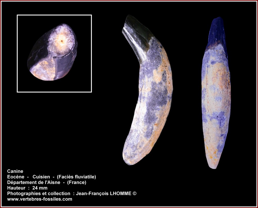 pl_canine_02_aisne.jpg