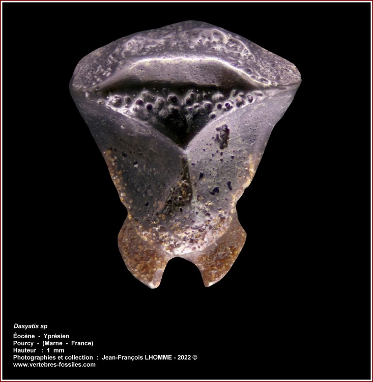 pl_dasyatis_pourcy.jpg