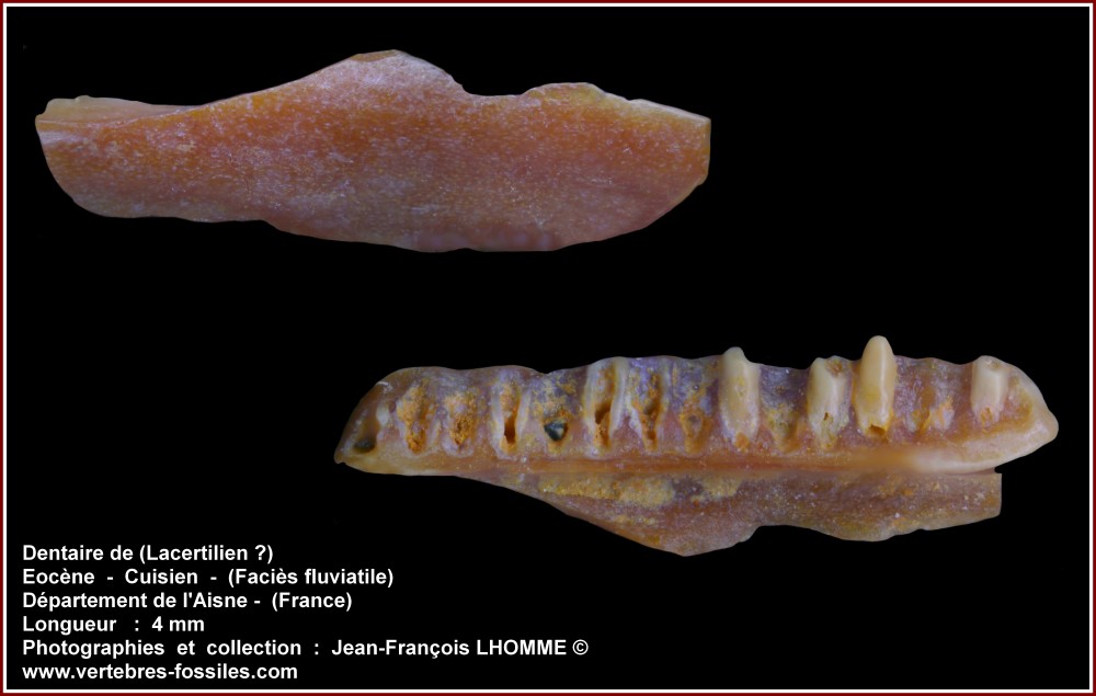 pl_dentaire_lacertilien_aisne_jfl3.jpg