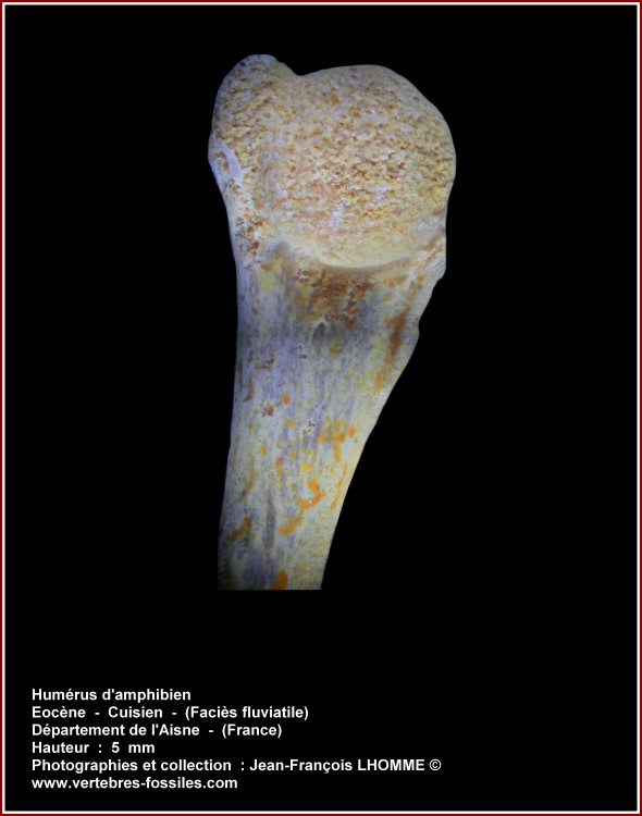 pl_humerus_amphbien_aisne2.jpg