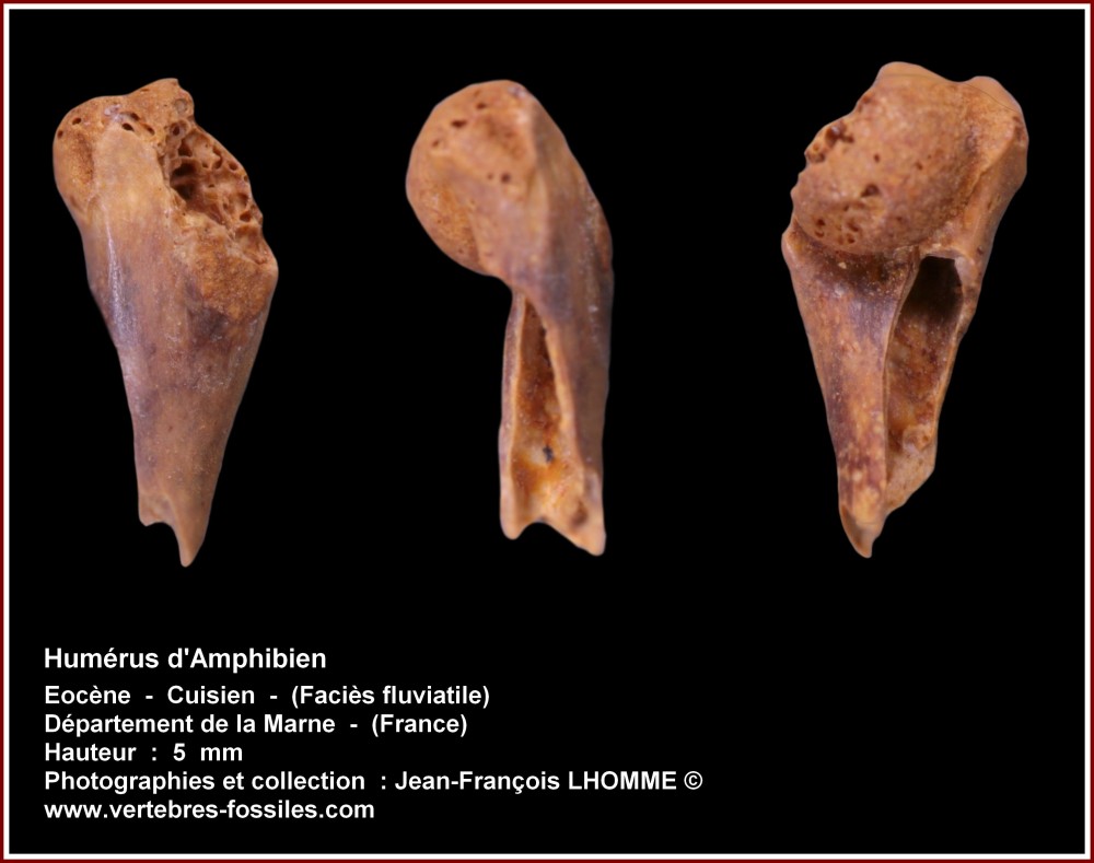 pl_humerus_amphibien.jpg