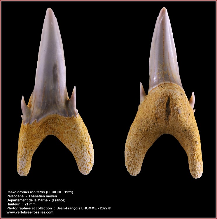 pl_jaekelotodus_robustus1_marne.jpg