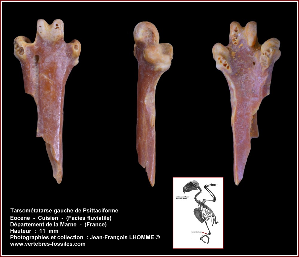 pl_tarsometatarse_gauche_perroquet.jpg