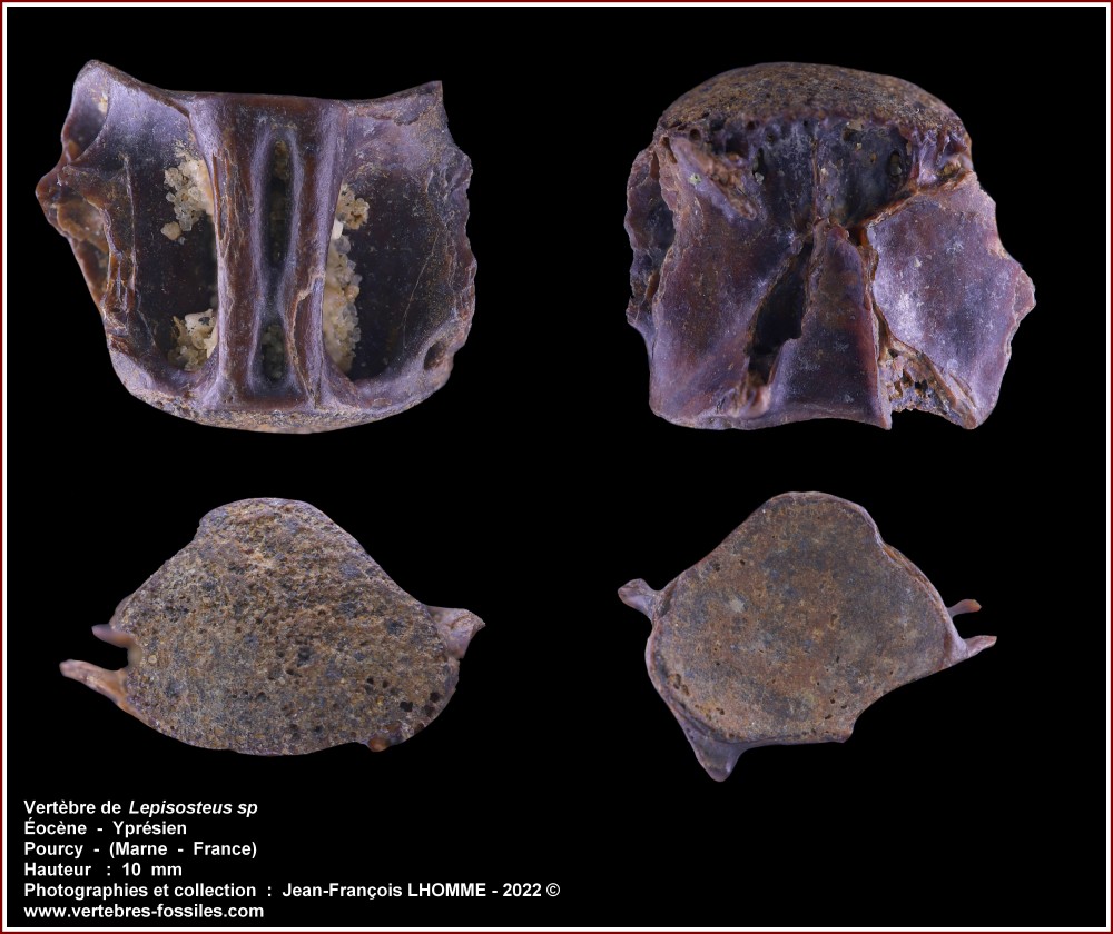 pl_vertebre_lepisostee_pourcy.jpg