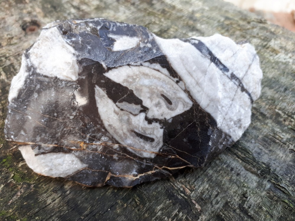 Amphigenia bureaui -1 (15).jpg