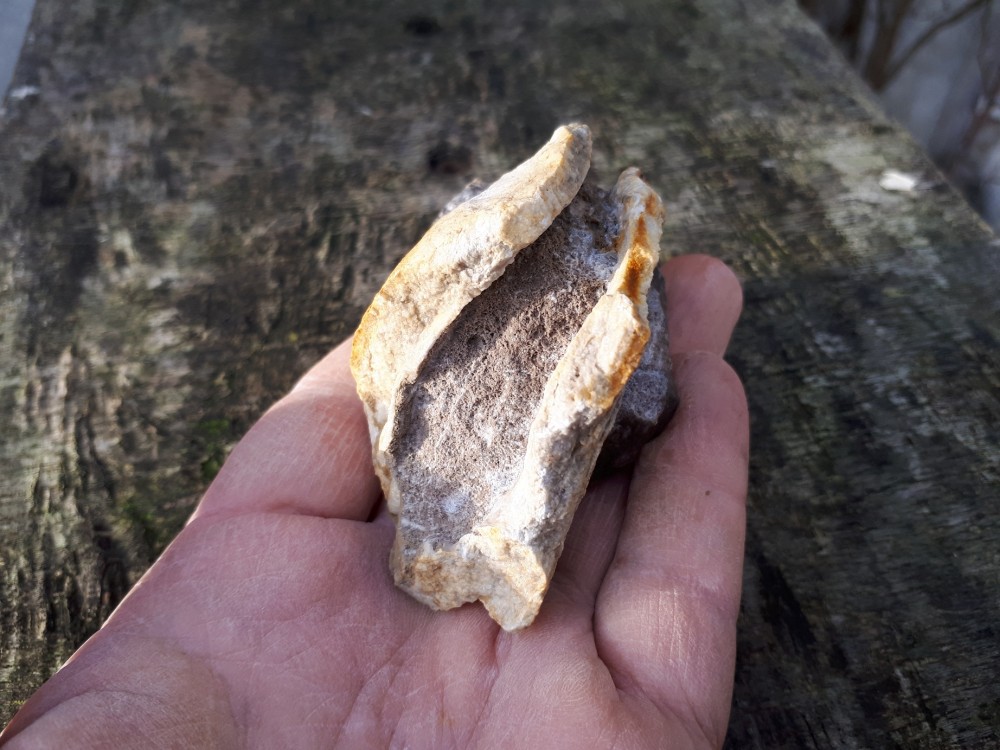 Amphigenia bureaui -1 (5).jpg