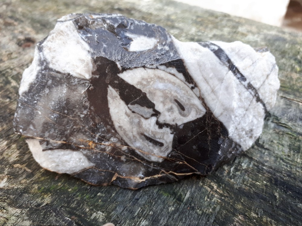 Amphigenia bureaui -1 (16).jpg