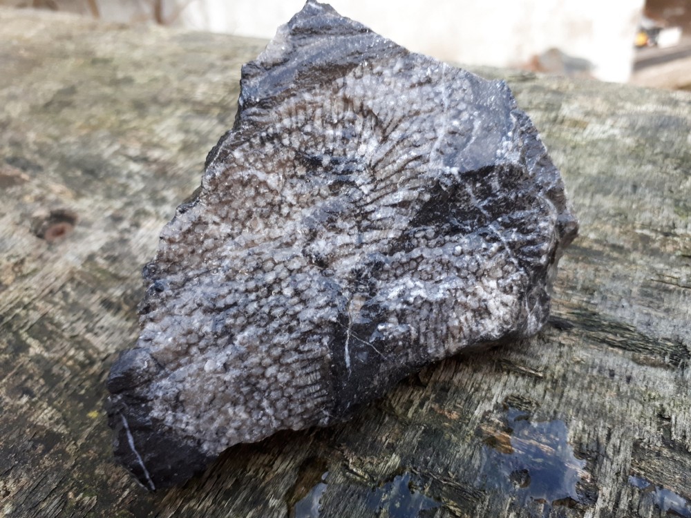 Fossile Erbray 11-2022 (4).jpg