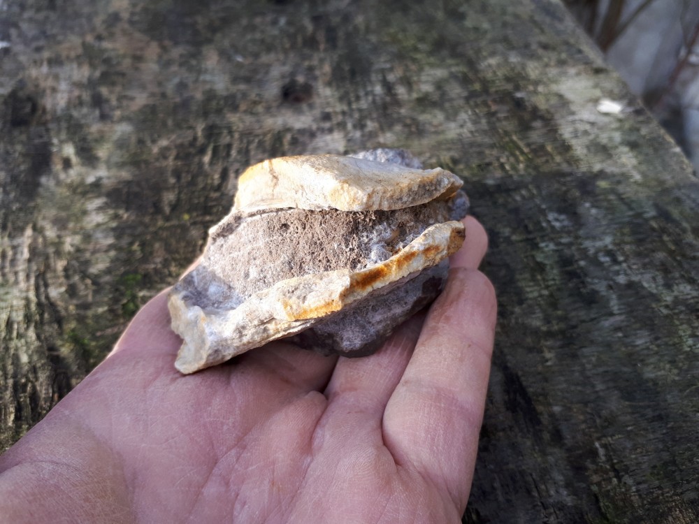 Amphigenia bureaui -1 (6).jpg