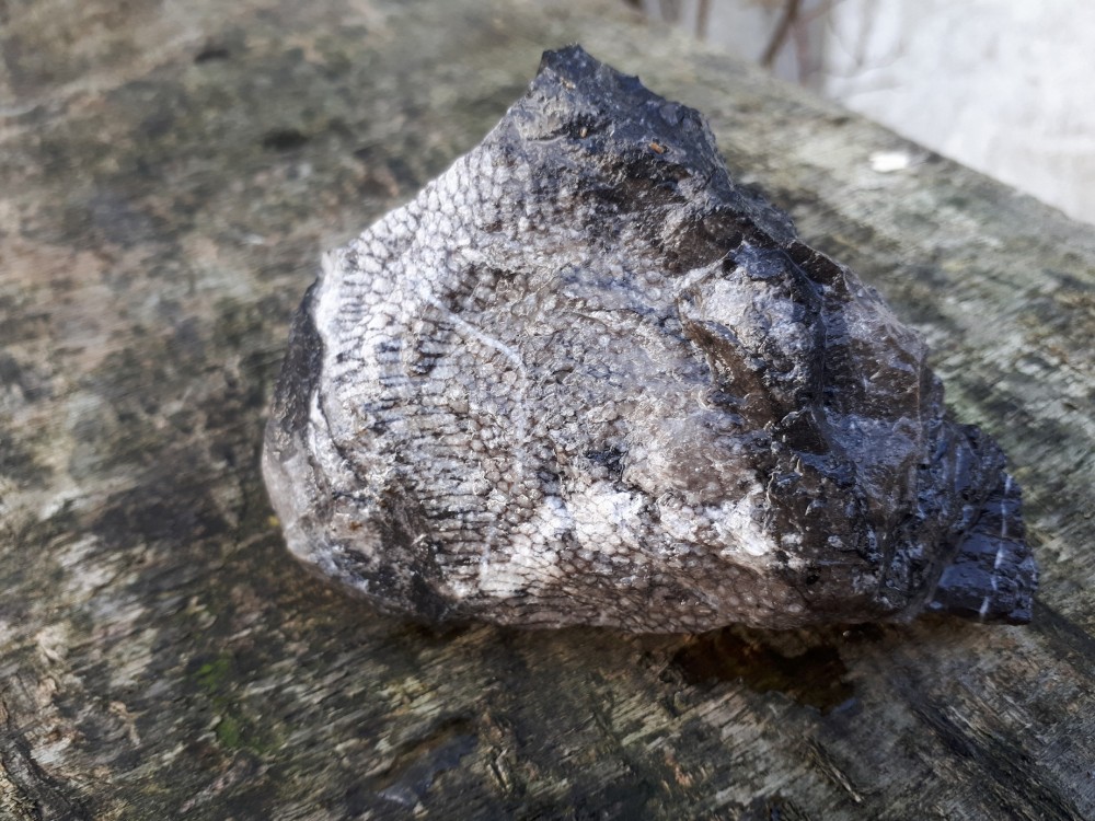 Fossile Erbray 11-2022 (1).jpg