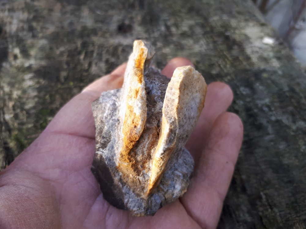 Amphigenia bureaui -1 (8).jpg