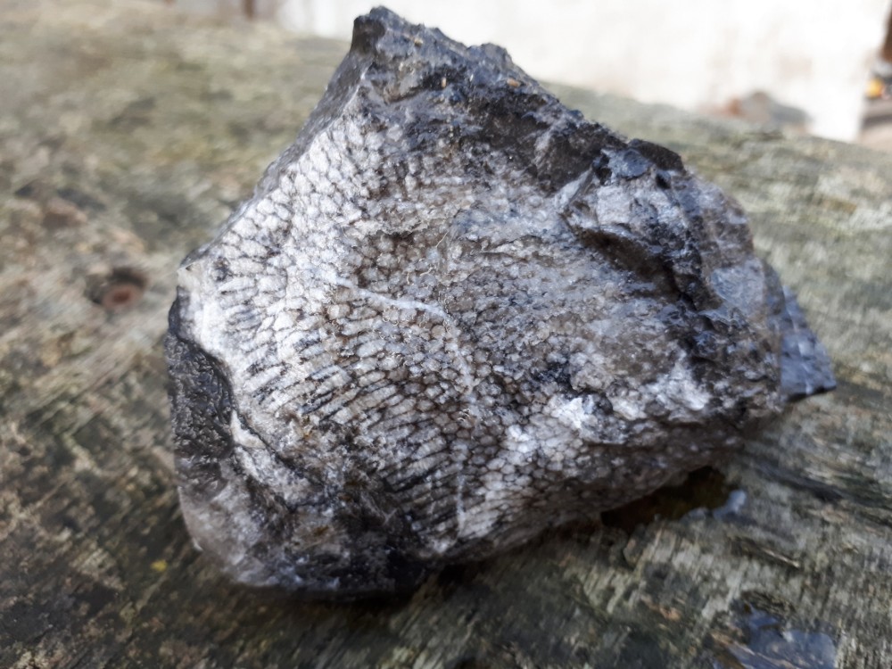 Fossile Erbray 11-2022 (5).jpg