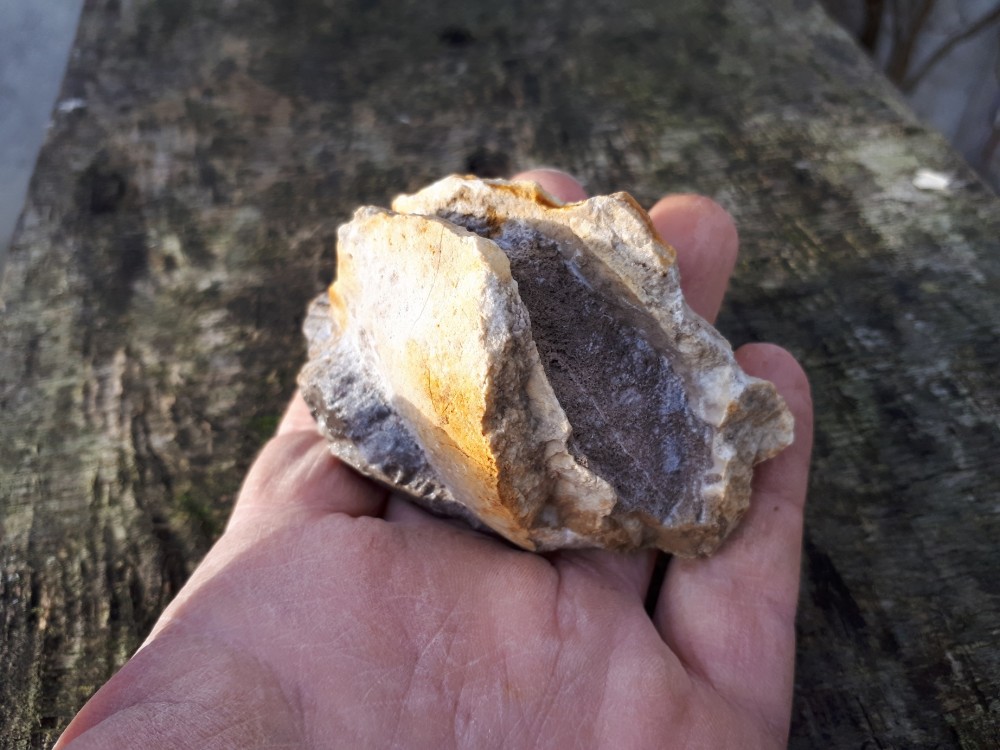 Amphigenia bureaui -1 (4).jpg