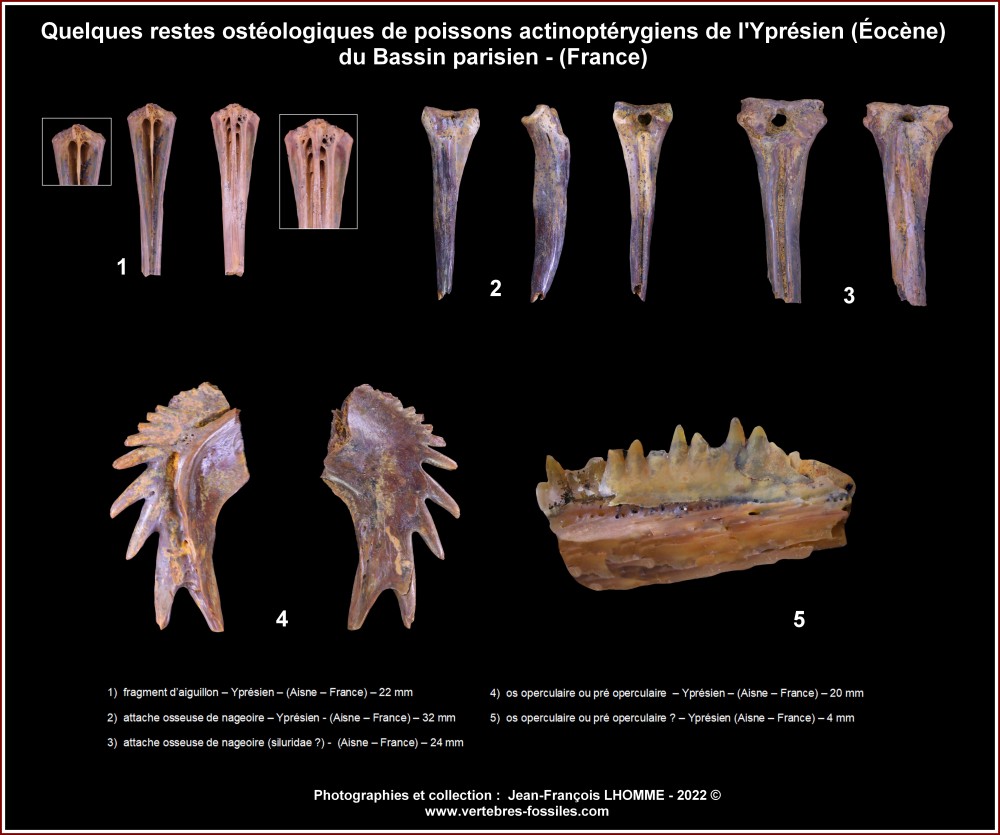 pl_ospoisson_osseux_divers_eocene_bp.jpg