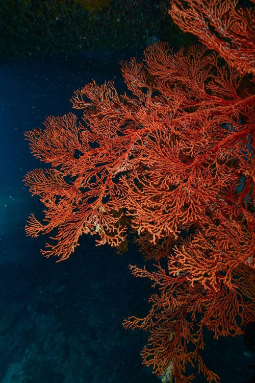 red-coral-reef.jpg