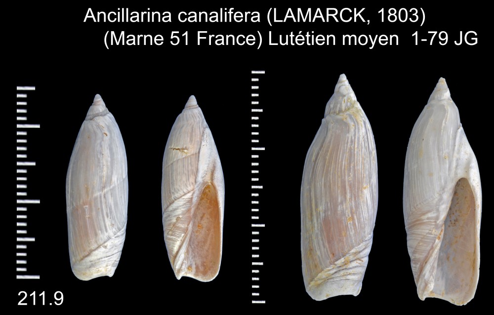 1064398774_Ancillarinacanalifera(LAMARCK1803).thumb.jpg.12172b9a21a567ae42804167449502fb.jpg