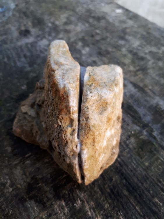 Fossiles Chateaupanne (15).jpg