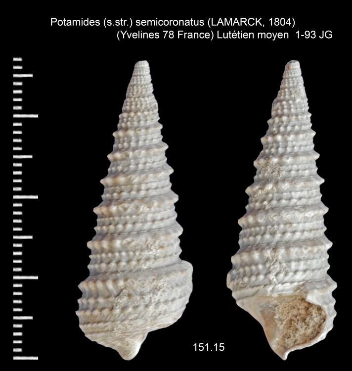 1346198023_Potamides(s_str.)semicoronatus(LAMARCK1804).thumb.jpg.eba519b58c9b08e90192d5e690794e19.jpg