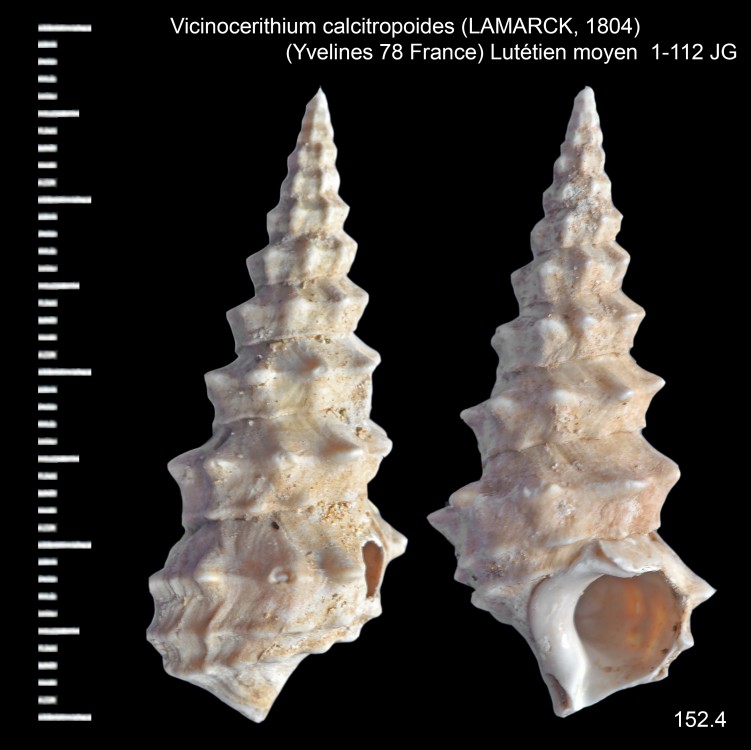 1443162599_Vicinocerithiumcalcitropoides(LAMARCK1804).thumb.jpg.7b2efb401921738206454ee0c31b4304.jpg