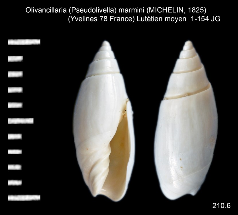 1716526401_Olivancillaria(Pseudolivella)marmini(MICHELIN1825).thumb.jpg.53c2eccc2c1c4120ee95fcecbbaaed8d.jpg