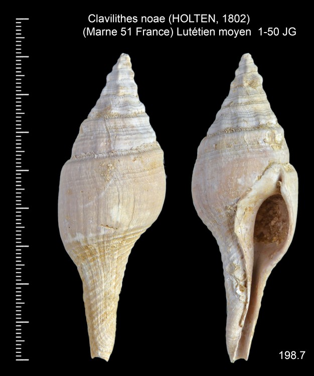 1761034316_Clavilithesnoae(HOLTEN1802).thumb.jpg.0c69be3294b7c8b0898d09895016ae26.jpg