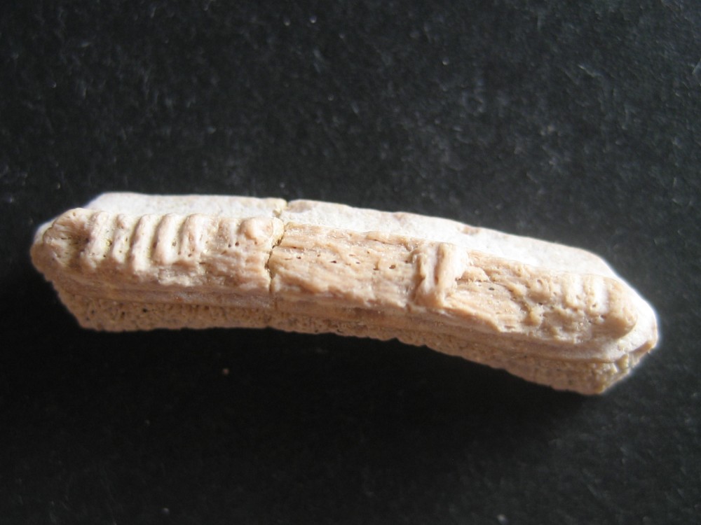 myliobatis(dent de raie)Tertiaire.JPG