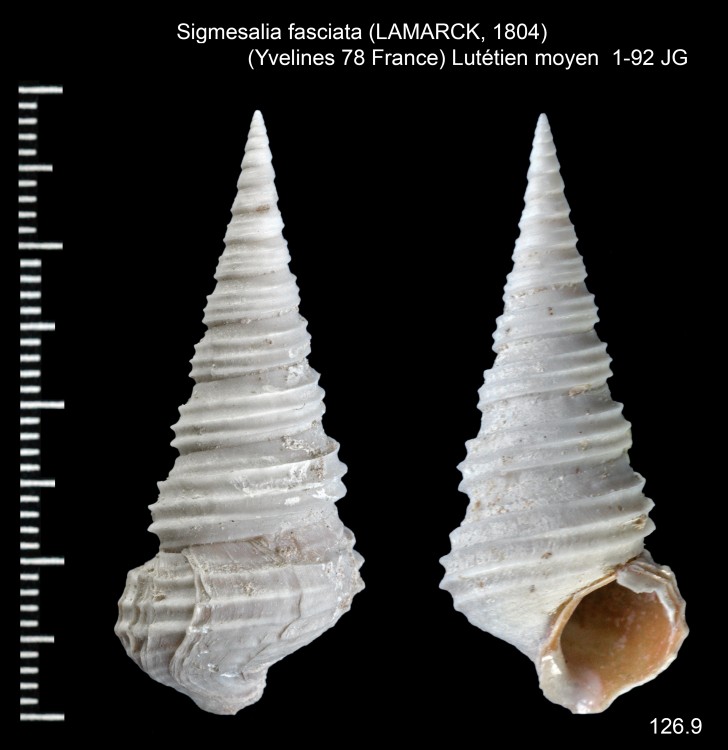 690823861_Sigmesaliafasciata(Lamarck1804).thumb.jpg.8b931981287b425c3f6b78df3d9fca7b.jpg