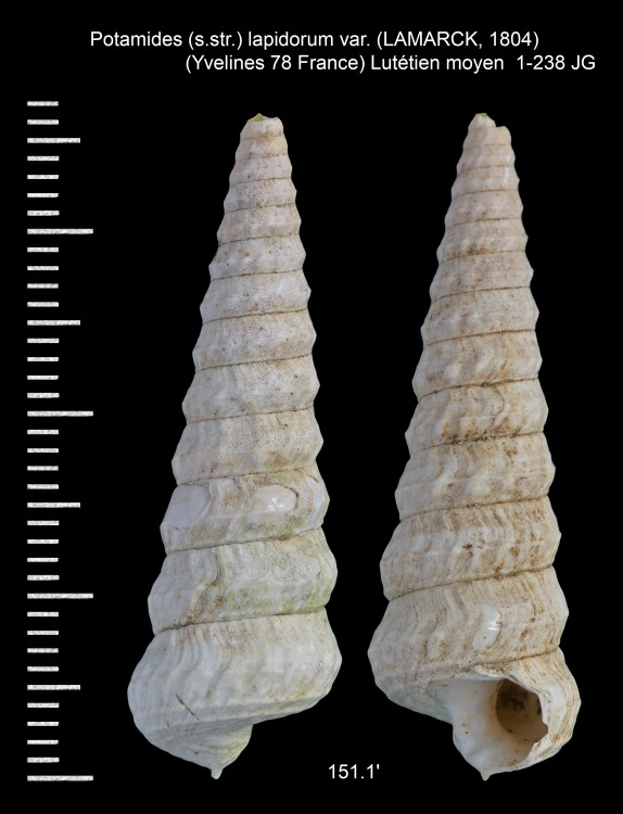 701301102_Potamides(s_str.)lapidorumvar.(LAMARCK1804).thumb.jpg.c1cd94dc214ddcbf409a32b999f8e829.jpg