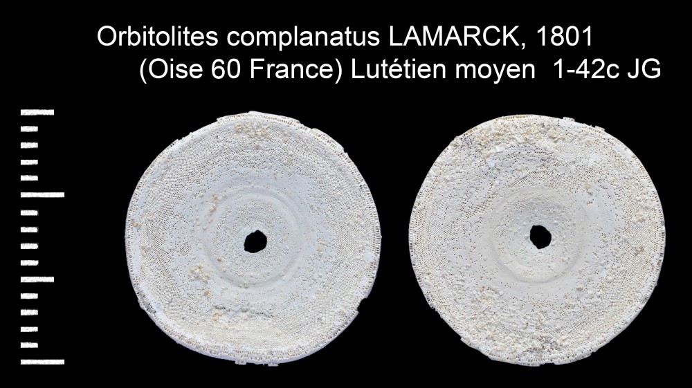 938365993_OrbitolitescomplanatusLAMARCK1801.thumb.jpg.afcbc9ffd33dd601cee6f13525c4813a.jpg