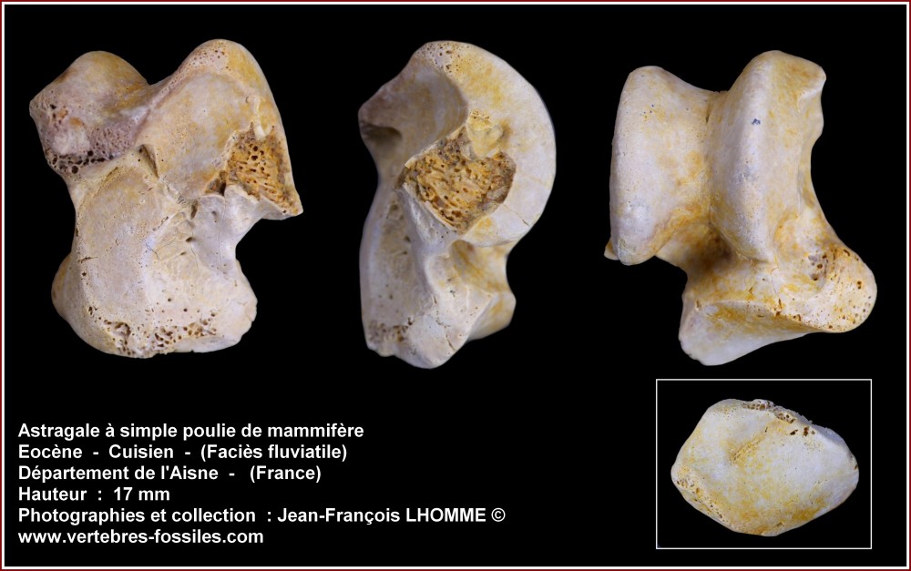 pl_astragale_cuisien_aisne1.jpg