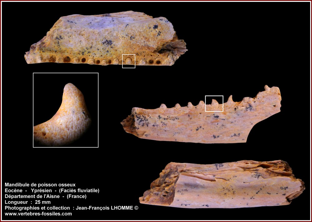 pl_mandibule_poisson_osseux25.jpg