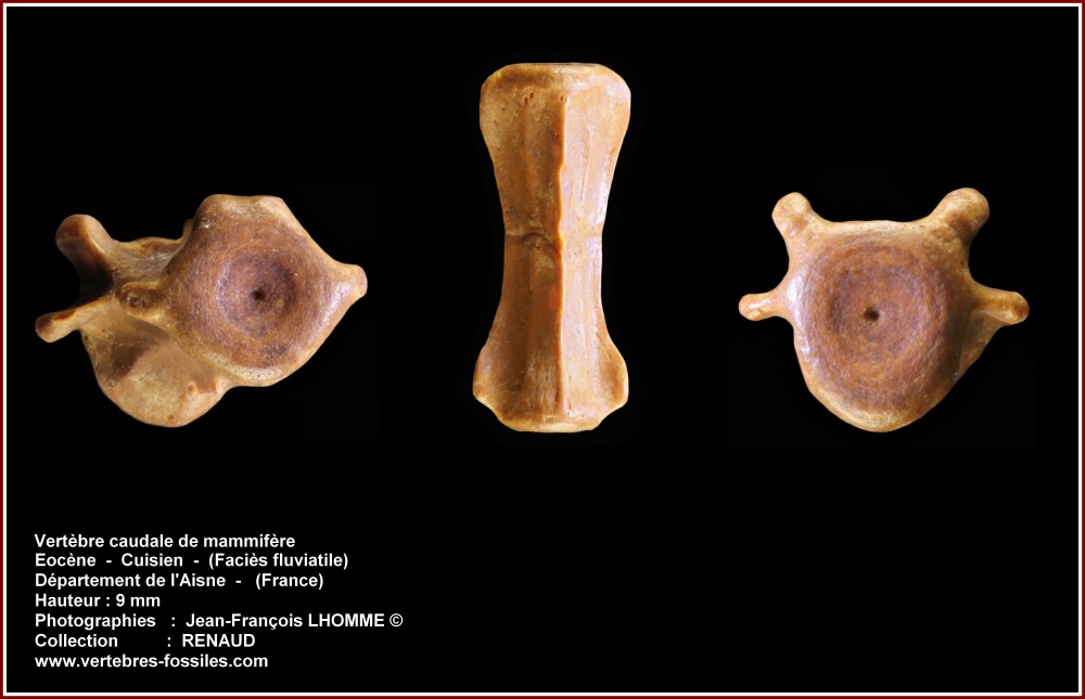 pl_vertebre_mammif_renaud.jpg