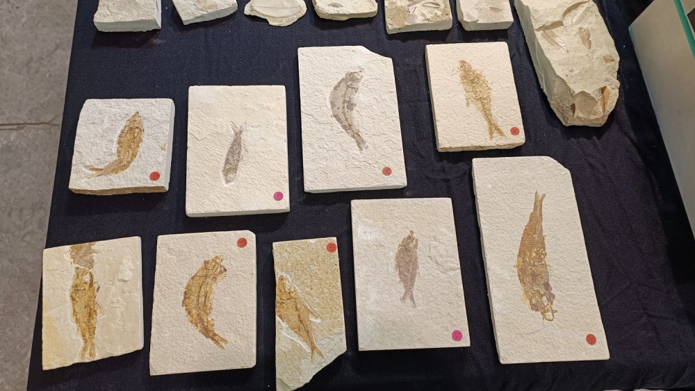 2023 bourse Nevers 33.jpg