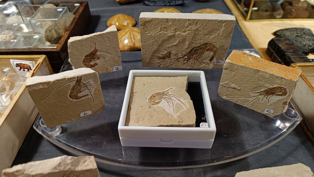 2023 bourse Nevers 35.jpg