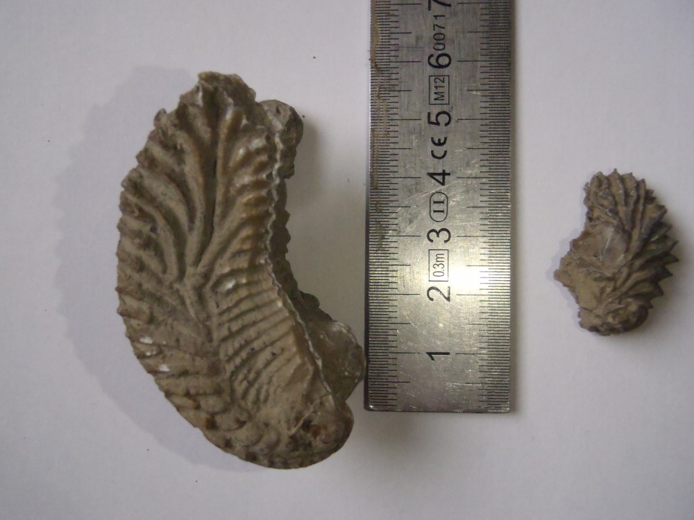 Alectryonia gregarea.JPG