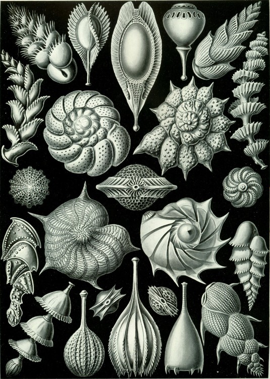 Haeckel_Thalamophora_81.jpg