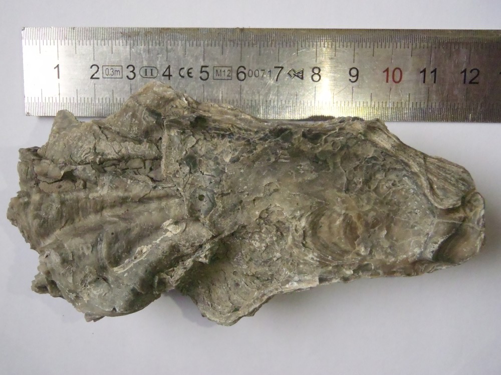 Lopha marshii (4).JPG