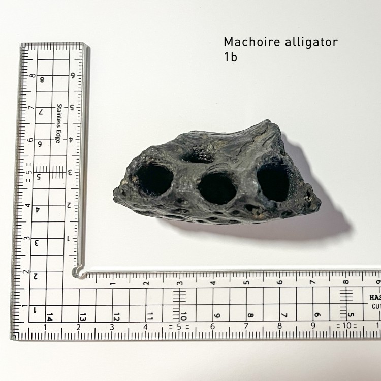 Machoire alligator 1a.jpg