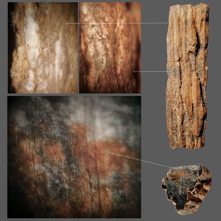 Mammuthus primigenius PDB v2.jpg