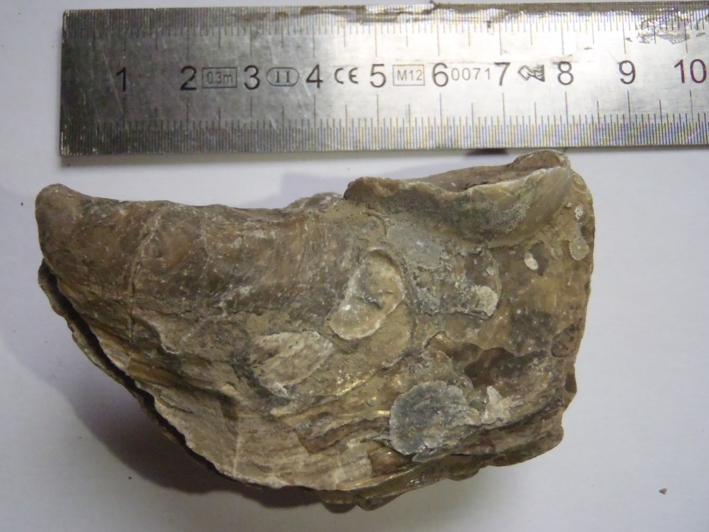 Modiolus bipartitus.JPG