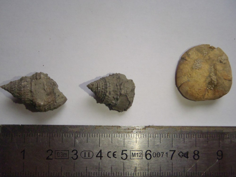 Ooliticia meriani.JPG