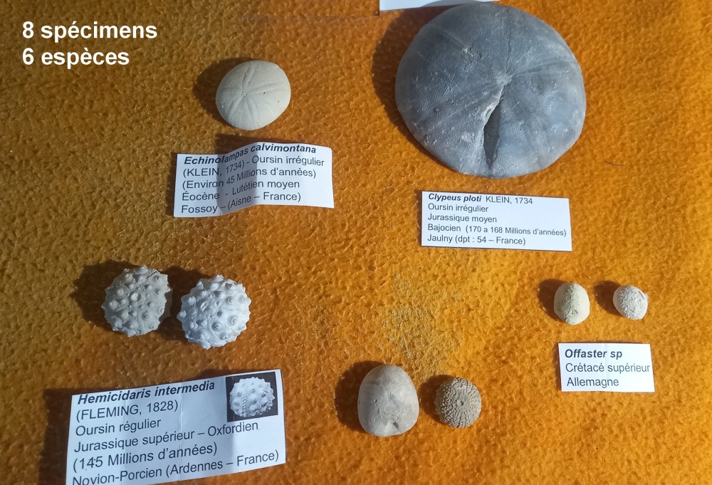lot_oursin1_8specimens.jpg