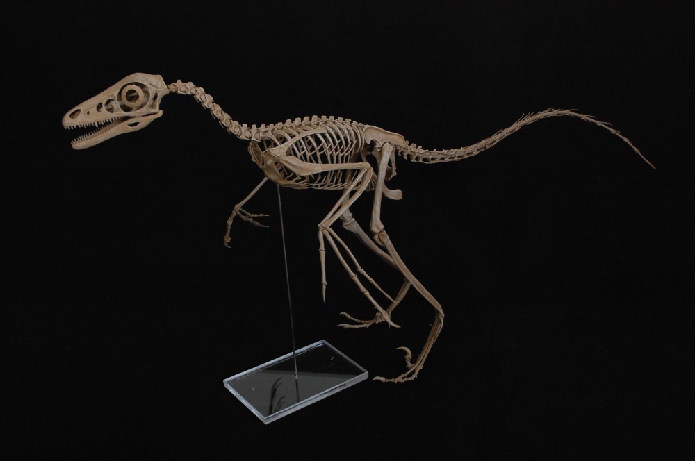 microraptor 02.JPG