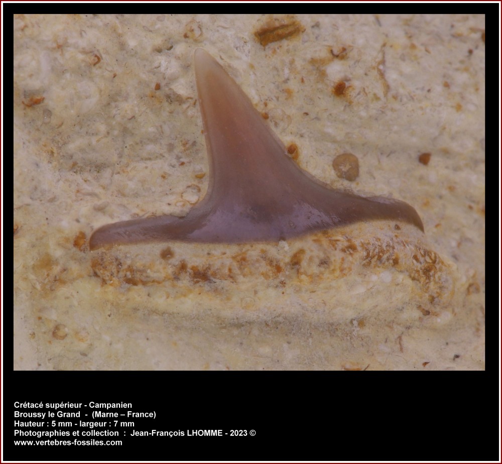 pl_requin_inconnu_broussy.jpg