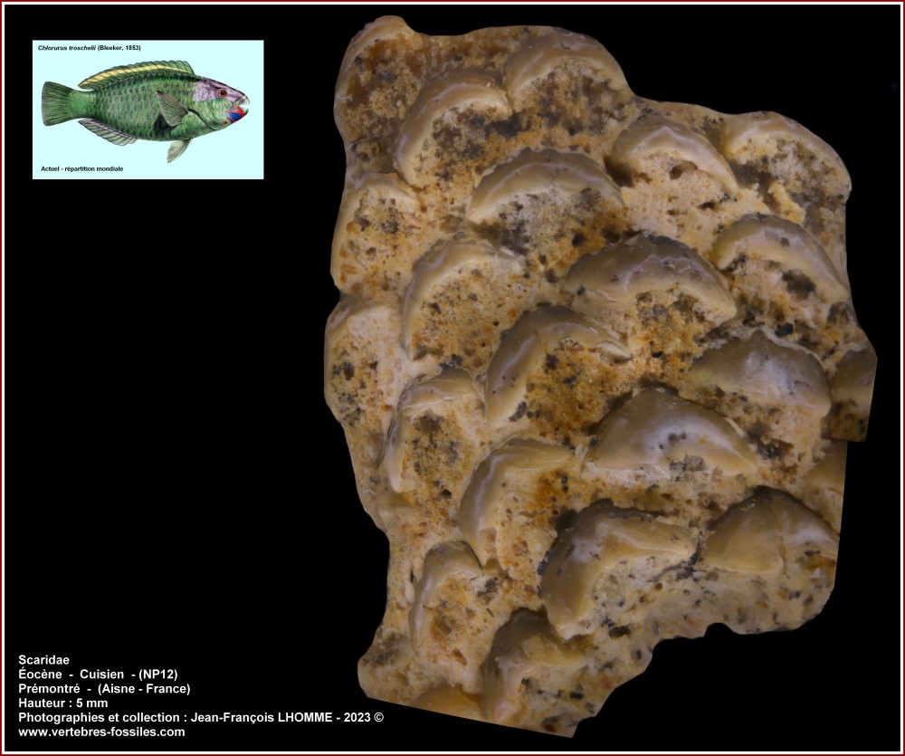 pl_scaridae_premontre.jpg
